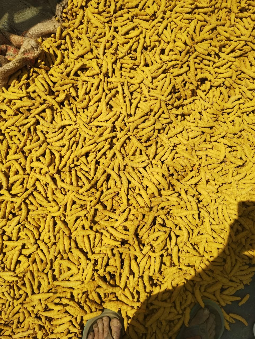 Turmeric Fingers