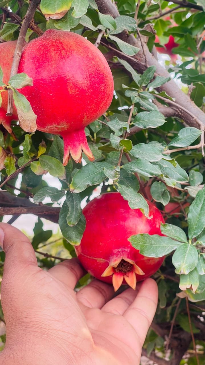 Fresh Pomegranate
