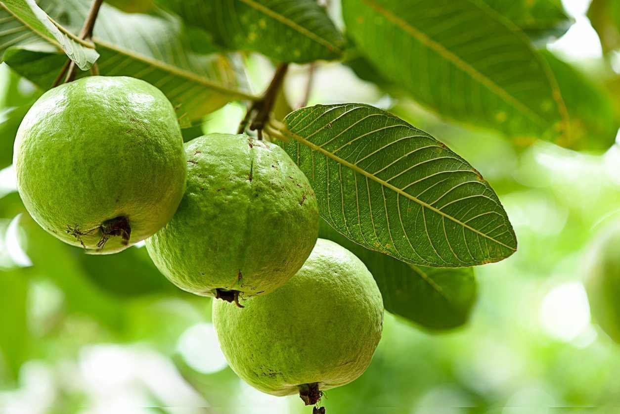 Fresh Guava