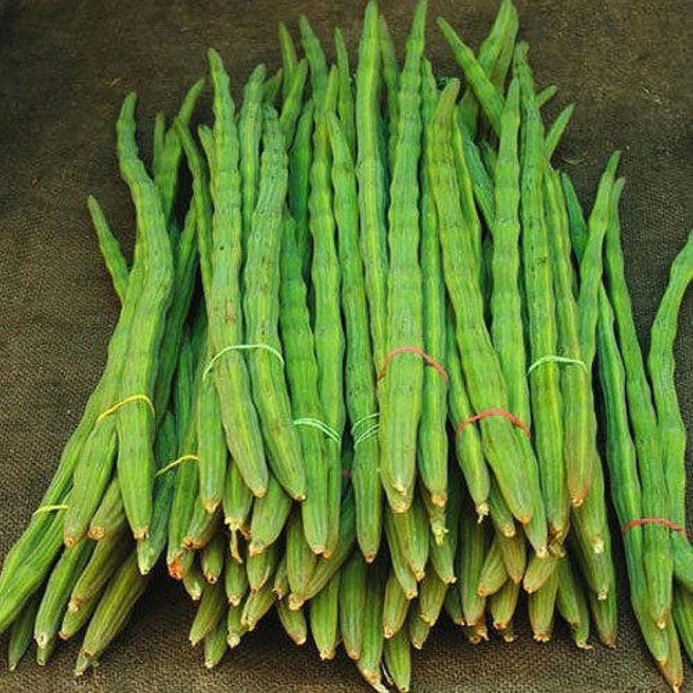 Fresh Drumstick (Moringa Pods)
